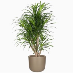 DRACAENA REFLEXA ANITA V24 BRA