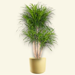 DRACAENA REFLEXA ANITA V27 BRA.