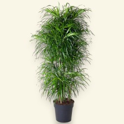 DRACAENA REFLEXA ANITA V31 BRA.