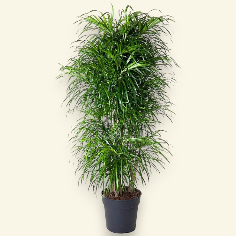 DRACAENA REFLEXA ANITA V31 RAM