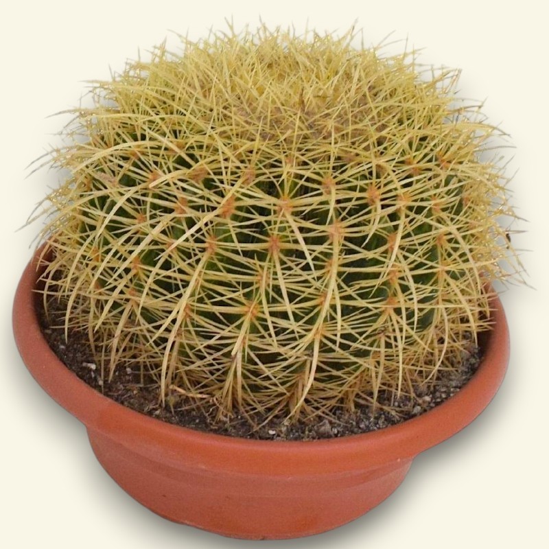 ECHINOCACTUS GRUSONII V25