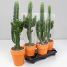 EUPHORBIA ACRURENSIS V18