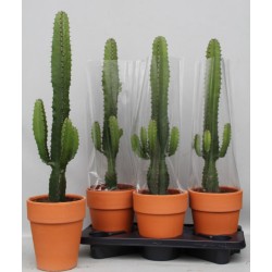 EUPHORBIA ACRURENSIS V18