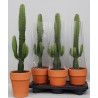 EUPHORBIA ACRURENSIS V18