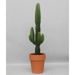 EUPHORBIA ACRURENSIS V18