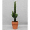 EUPHORBIA ACRURENSIS V18