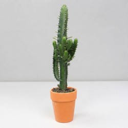 EUPHORBIA ACRURENSIS V18