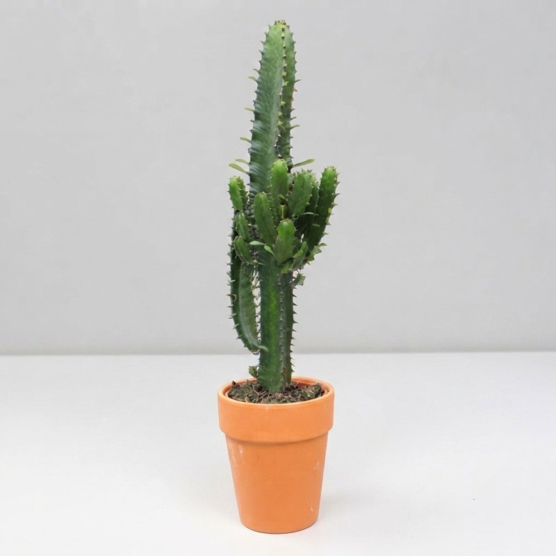 EUPHORBIA ACRURENSIS V18