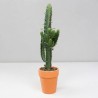 EUPHORBIA ACRURENSIS V18