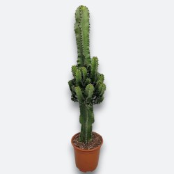 EUPHORBIA INGENS V17