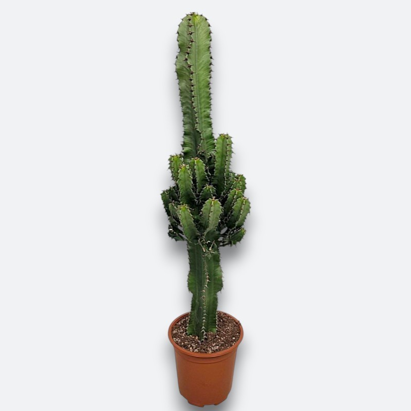 EUPHORBIA INGENS V17