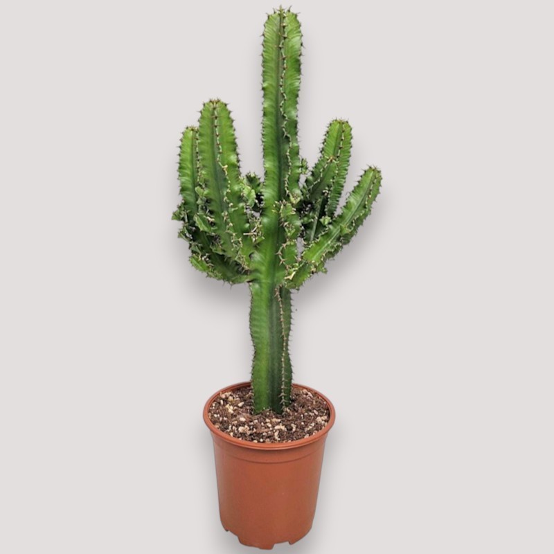 EUPHORBIA INGENS V19