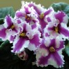 AFRICAN VIOLET OR SAINTPAULIA (plant-generic)
