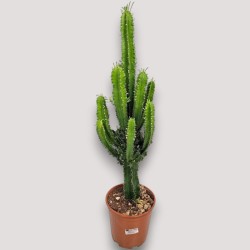 EUPHORBIA INGENS V21