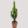 EUPHORBIA INGENS V21