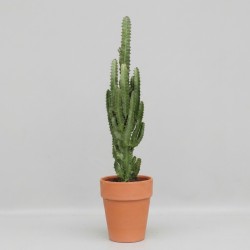 EUPHORBIA TRIGONA V18