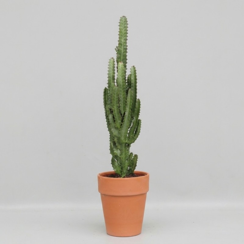 EUPHORBIA TRIGONA V18