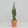 EUPHORBIA TRIGONA V18