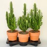 EUPHORBIA TRIGONA V18