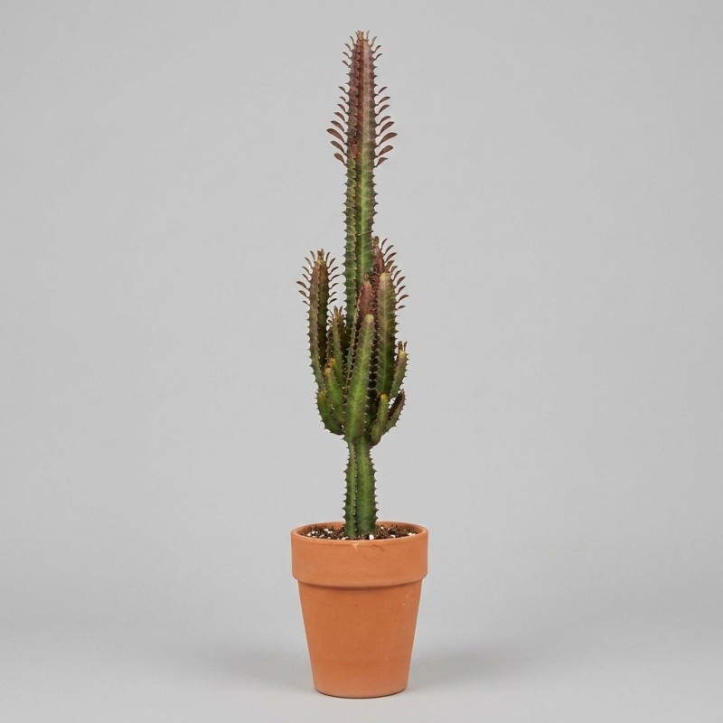 EUPHORBIA TRIGONA RUBRA V18
