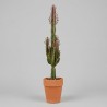EUPHORBIA TRIGONA RUBRA V18