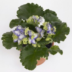 AFRICAN VIOLET OR SAINTPAULIA (plant-generic)