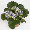 AFRICAN VIOLET OR SAINTPAULIA (plant-generic)
