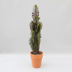 EUPHORBIA TRIGONA RUBRA V18