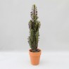 EUPHORBIA TRIGONA RUBRA V18
