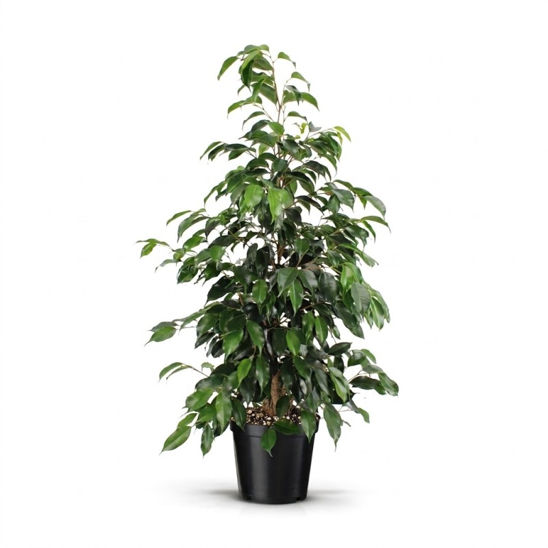 FICUS BENJ. DANIELLE V21
