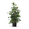 FICUS BENJ. DANIELLE V21
