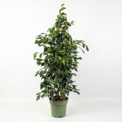 FICUS BENJ. DANIELLE V27T3