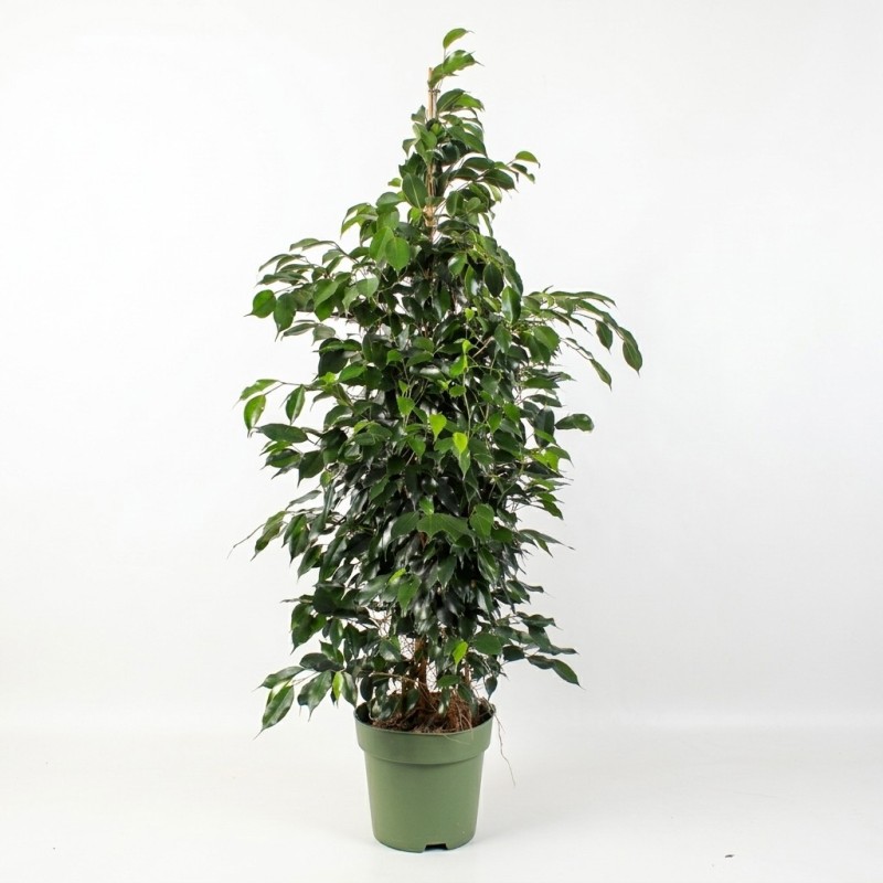 FICUS BENJ. DANIELLE V27T3