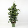 FICUS BENJ. DANIELLE V27T3