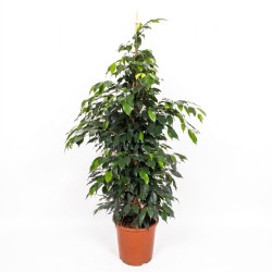 FICUS BENJ. DANIELLE V27T4