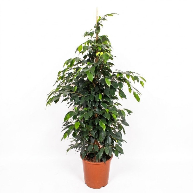 FICUS BENJ. DANIELLE V27T4
