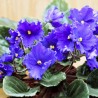 AFRICAN VIOLET OR SAINTPAULIA (plant-generic)