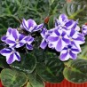 AFRICAN VIOLET OR SAINTPAULIA (plant-generic)