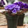 AFRICAN VIOLET OR SAINTPAULIA (plant-generic)