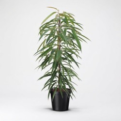 FICUS BINN. ALII V21