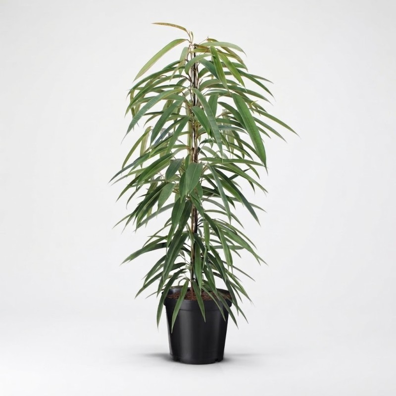 FICUS BINN. ALII V21