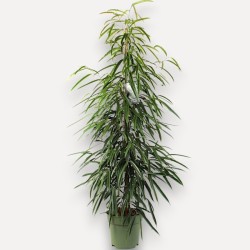 FICUS BINN. ALII V27