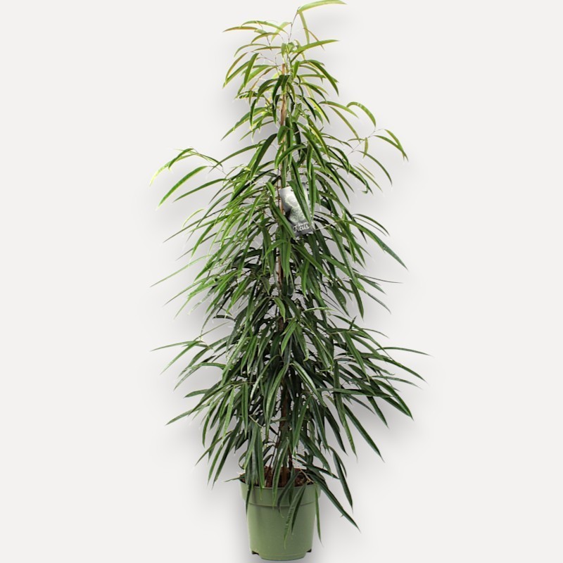 FICUS BINN. ALII V27
