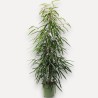 FICUS BINN. ALII V27