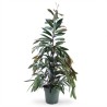 FICUS BINN. AMSTEL KING V27