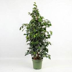 FICUS BENJ. MIDNIGHT LADY V27