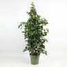 FICUS BENJ. MIDNIGHT LADY V27