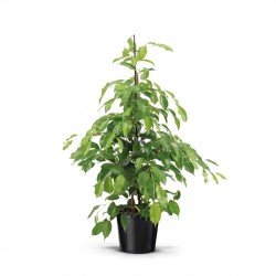 FICUS BENJ. EXOTICA V21