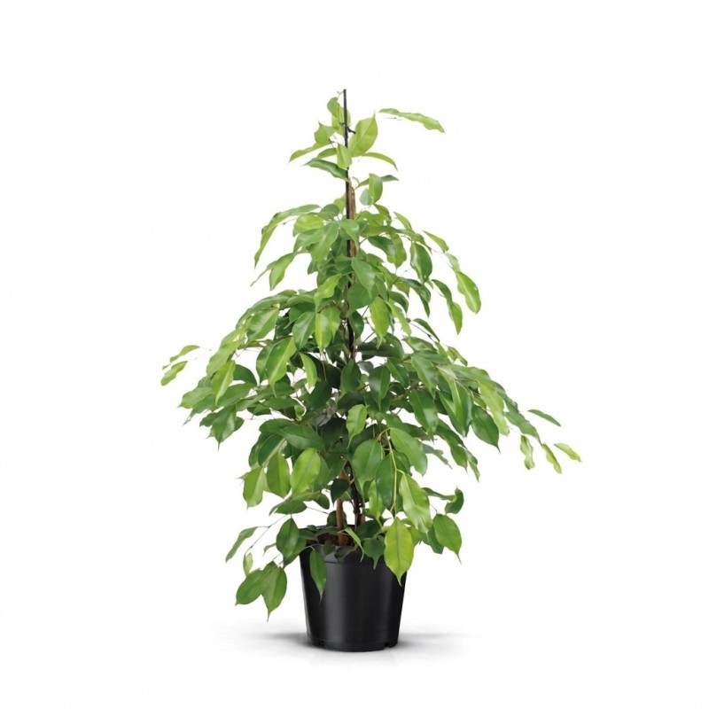 FICUS BENJ. EXOTICA V21