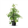 FICUS BENJ. EXOTICA V21